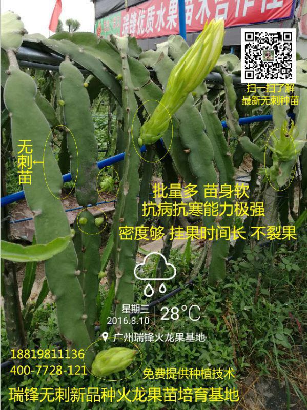 新品种无刺火龙果种苗图片