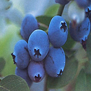 宿迁市全国适合种植都克蓝莓大苗厂家