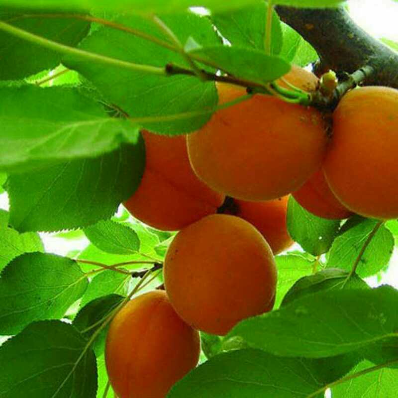 成骏园艺场批发南北方种植杏树苗 专业销售凯特杏树苗金太阳杏树 规格齐品种全.