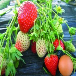 厂家批发草莓苗批发 四季盆栽地栽 日本金草莓 攀援草莓苗 果树苗当年结果