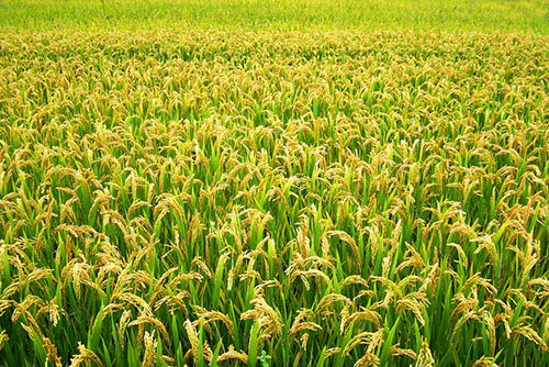 安徽水稻 厂家专业种植销售