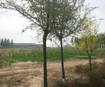 厂家销售10-14公分造型榆树榆树绿化苗木工程榆树绿化苗木图片