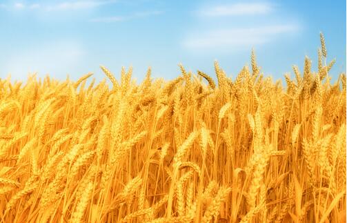 厂家专业种植安徽小麦