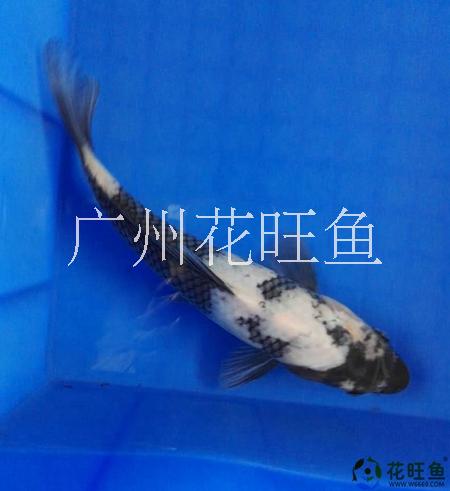 纯种锦鲤白泻20cm精选风水鱼批发零售全国包活图片