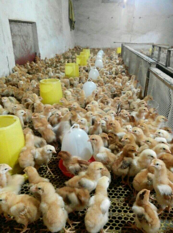 专业养殖优质山东九斤红鸡苗