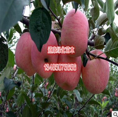 厂家批发国光苹果苗直销矮化品种水果树苗适应性强图片