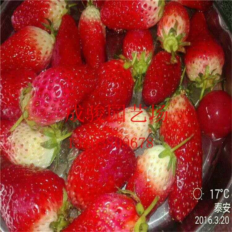 泰安市草莓苗厂家草莓苗基地批发价热卖奶油草莓苗 量大优惠奶油草莓苗 高产奶油草莓苗.