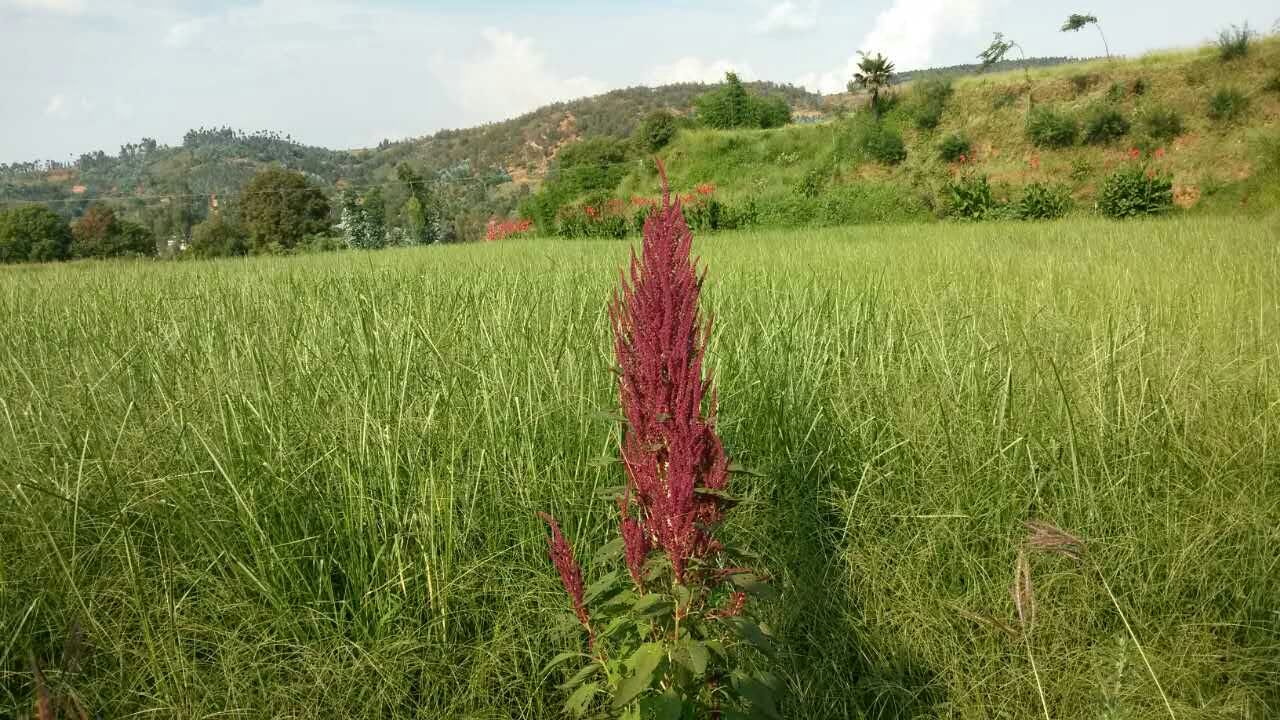 贵州香根草种苗基地
