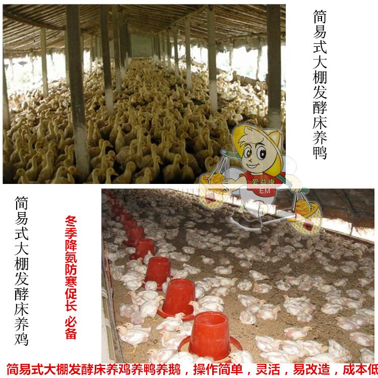 供应发酵床养鸡养猪养牛专用菌种送技术
