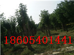 江苏长期供应白蜡树15-20公分批发