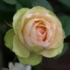 新品日本 熏子玫瑰新品日本 熏子玫瑰 灌木藤本月季玫瑰苗包对版多季开 基地种植 大量批发
