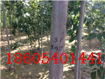江苏长期供应白蜡树15-20公分 戴帽白蜡 速生白蜡 直销一级树