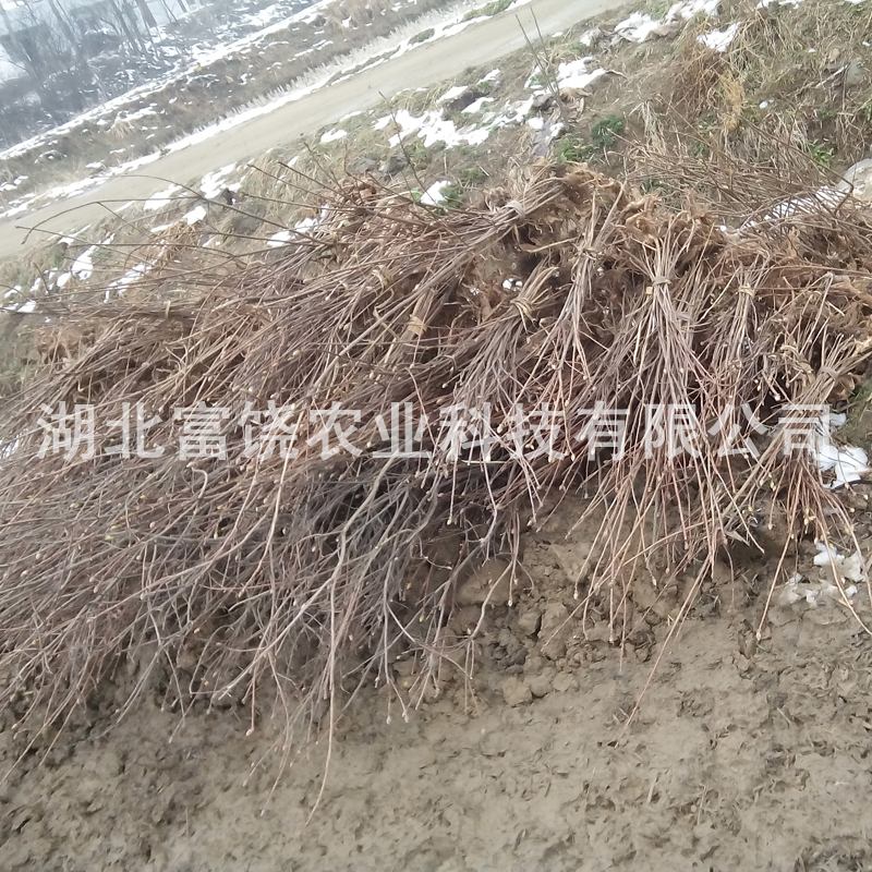 闹阳花苗 浙江黄杜鹃苗种植基地 浙江闹羊花种苗批发 闹羊花价格