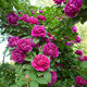 庭院攀援开花花卉 爬藤月季 紫袍玉带 季花苗 大量种植批发 价格实惠
