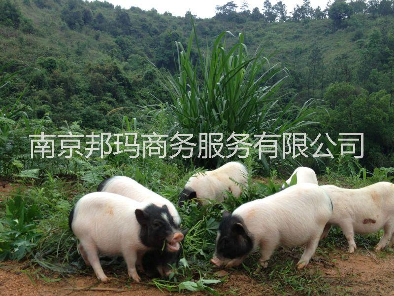 南京市山林散养李家村宣城香猪厂家山林散养李家村宣城香猪批发零售