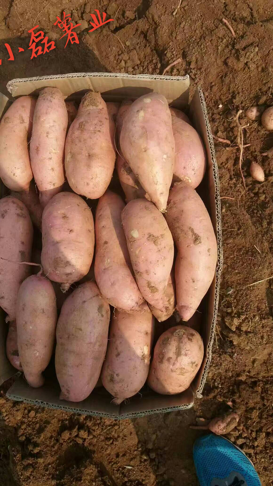 河北红薯批发多少钱一斤，河北红薯批发哪里便宜，河北商薯19红薯