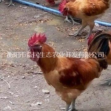 衡阳市黄毛乌皮红冠土鸡 乌鸡苗 土乌鸡厂家