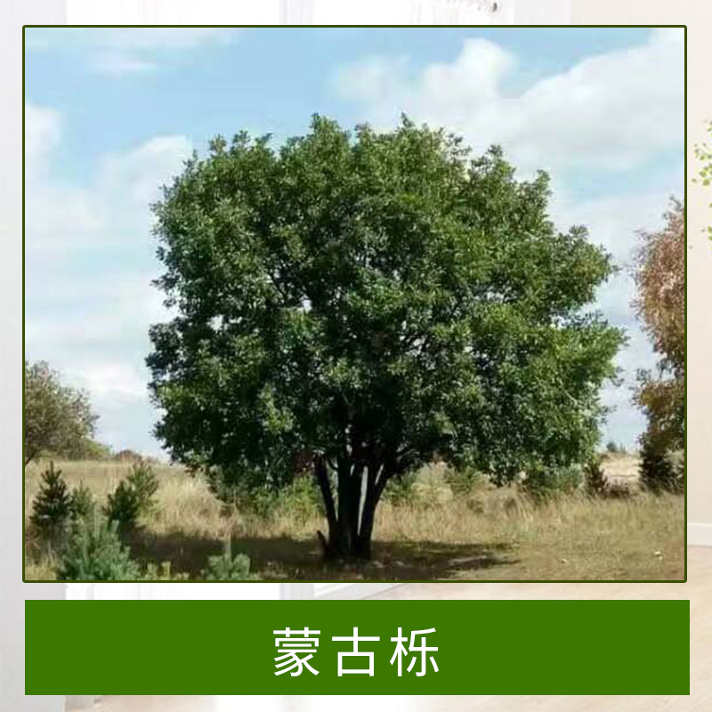 河北蒙古栎批发供应蒙古栎苗木果苗蒙古栎苗木基地专业种植图片