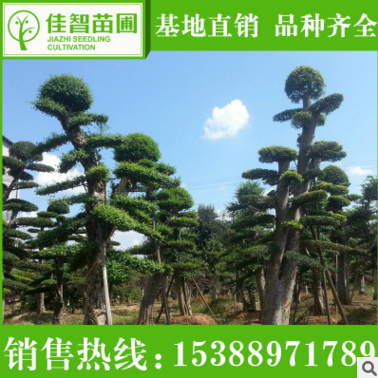厂家批发苗农种植户直销绿化造型树榆树 胸径8-30公分造型榆树 实地看图片