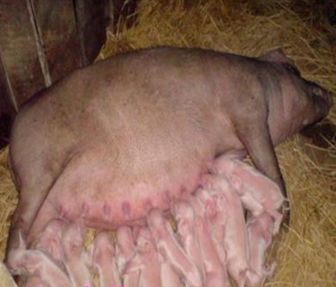 工厂直销今日纯种小母猪价格 母猪耐粗料 四蹄白母猪图片