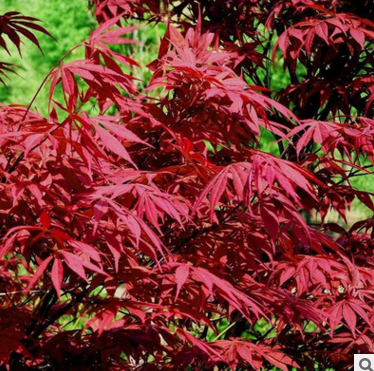厂家批发绿化工程苗 彩色植物 日本红枫小苗 红枫苗木 红枫树苗 红枫苗