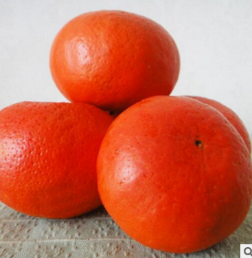 厂家基地供应优质特早柑桔柑橘树苗 无病毒无污染正品 广西桂林全州图片