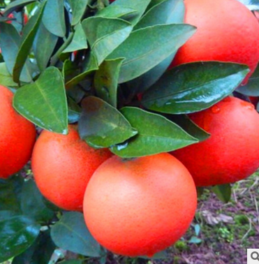 厂家基地供应优质特早柑桔柑橘树苗 无病毒无污染正品 广西桂林全州