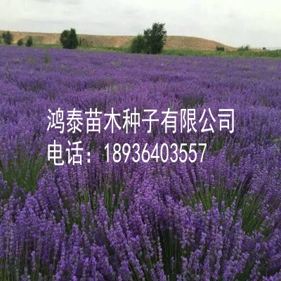 薰衣草种子怎么卖