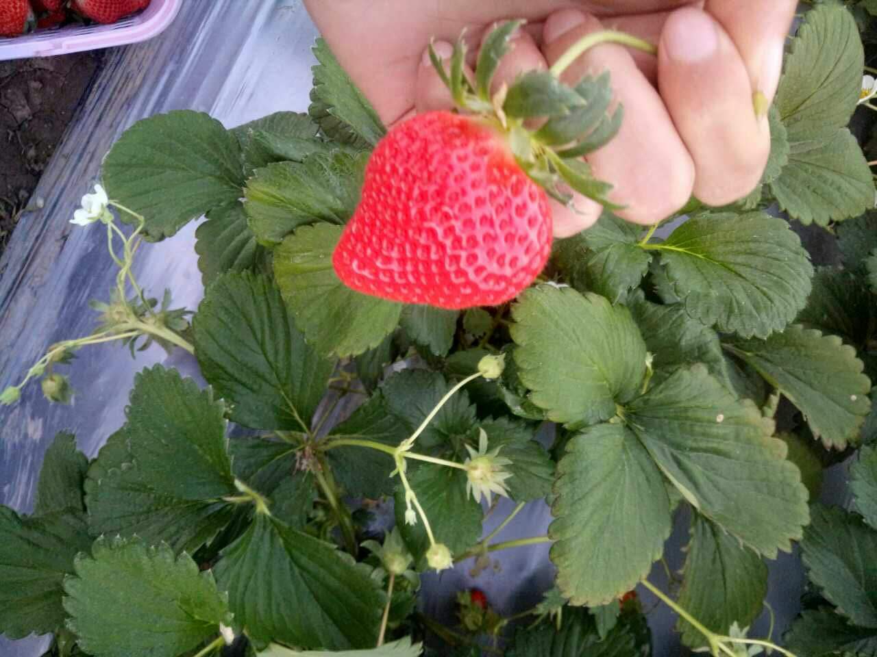 供应草莓苗，脱毒草莓苗，大棚草莓苗，质量可靠，纯度保证图片