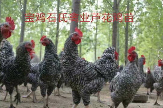 庆阳那里出售鸡苗陕西飞翔禽业供应