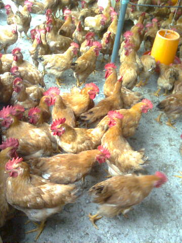 宝鸡市西安哪里出售鸡苗陕西飞翔禽业供应厂家