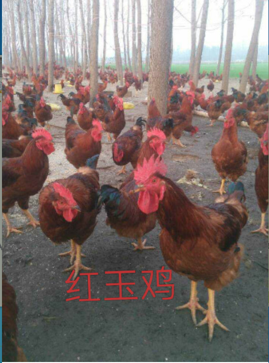 宝鸡市甘肃那里出售鸡苗陕西飞翔禽业供应厂家