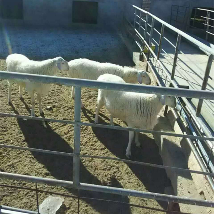 新鲜羊肉山地散养生态羊草原羊肉甘肃生羊肉甘草鲜羊肉5斤装图片