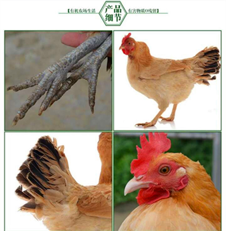 农家散养老母鸡甘肃月子鸡活鸡现杀新鲜土鸡肉顺丰包邮图片