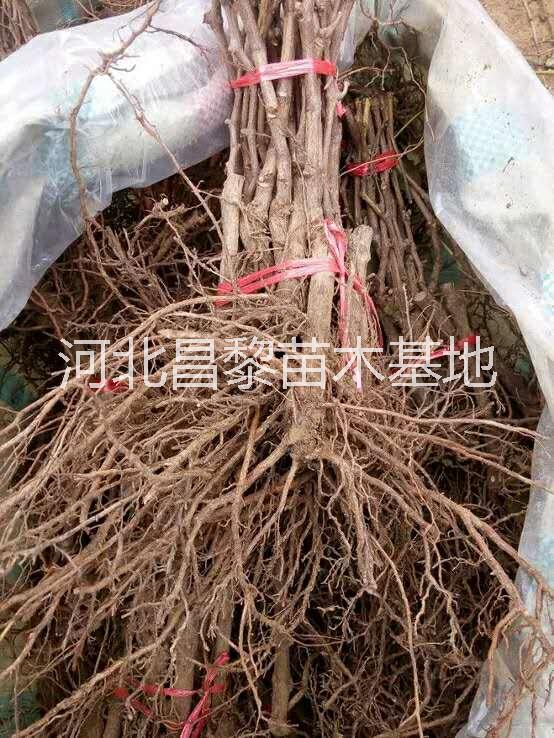 北京葡萄苗供应商，河北葡萄苗供应商，葡萄苗低价出售，葡萄苗回收图片
