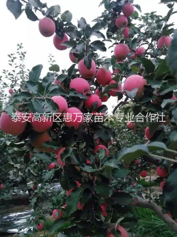 苹果树苗