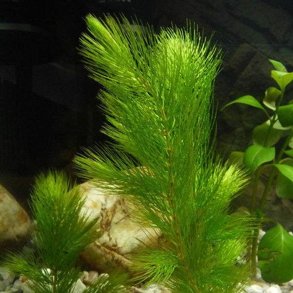 沉水植物 白洋淀水藻批发种植图片