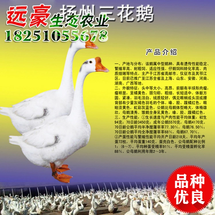 批发扬州三花鹅 养殖基地专业孵化 品种齐全 扬州白鹅量大优惠 扬州盐水鹅