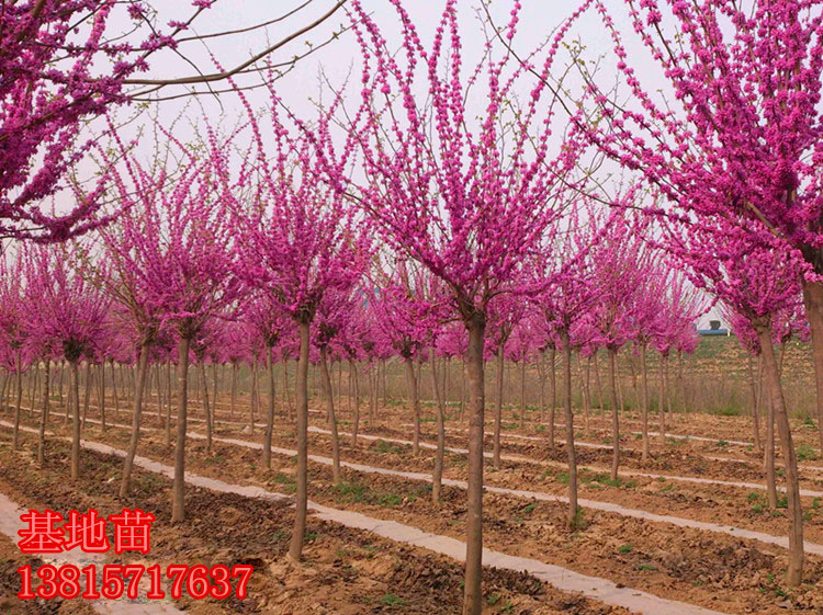 苗木场常年供应紫荆、丛生紫荆、紫荆小苗、紫荆种子欢迎新老客户前来选购图片