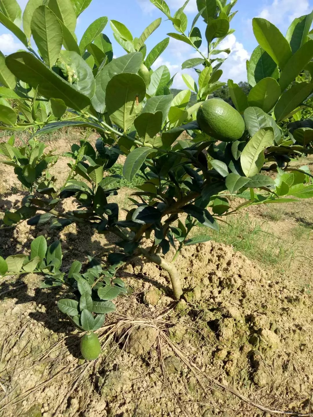 香水柠檬 香水柠檬批发 香水柠檬价格 香水柠檬供应 香水柠檬苗图片