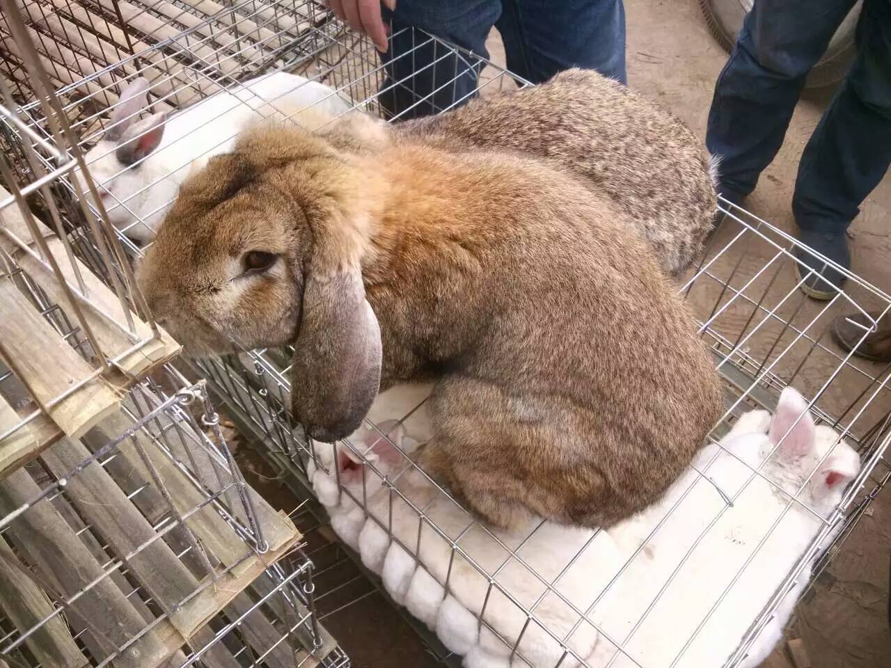 獭兔养殖獭兔多少钱一只