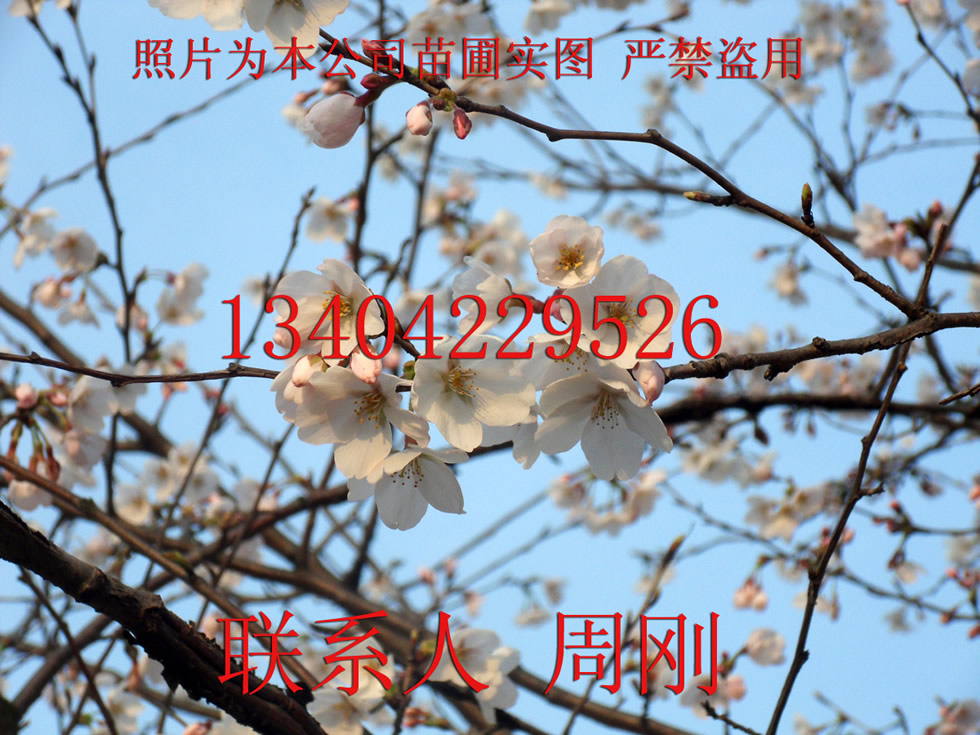 苏州樱花树、日本樱花、染井吉野樱、日本晚樱、苏州苗圃