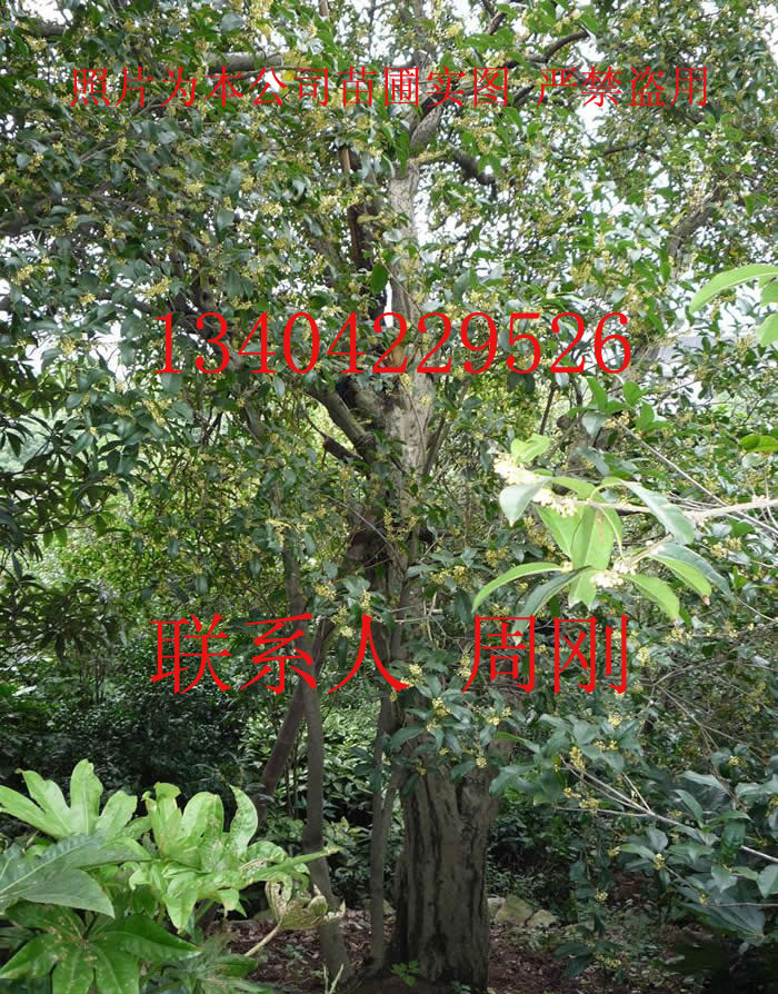 苏州桂花树种植基地、金桂、银桂、单桂、苏州花木公司图片