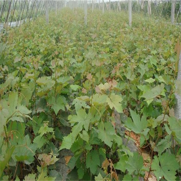 葡萄苗嫁接 优质葡萄苗出售 红提夏黑 巨峰维多利亚高产包成活