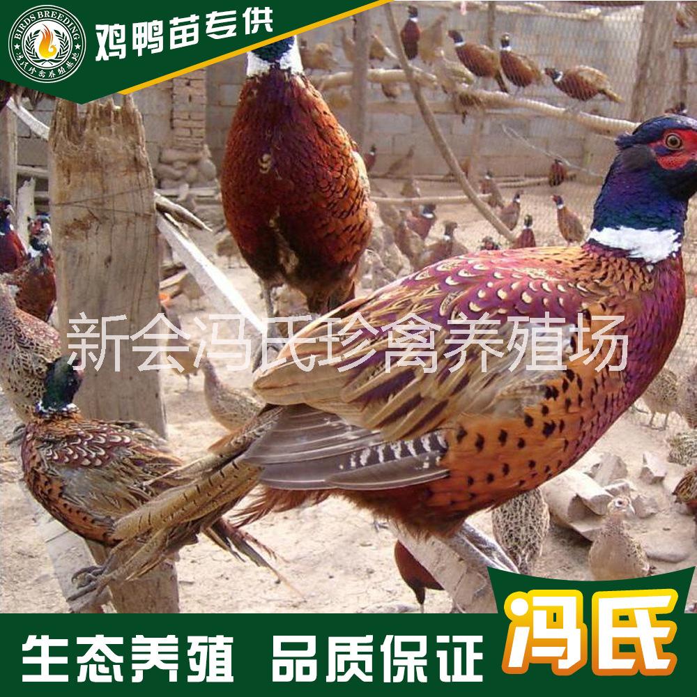 广东七彩山鸡价格\野鸡养殖\野鸡图片