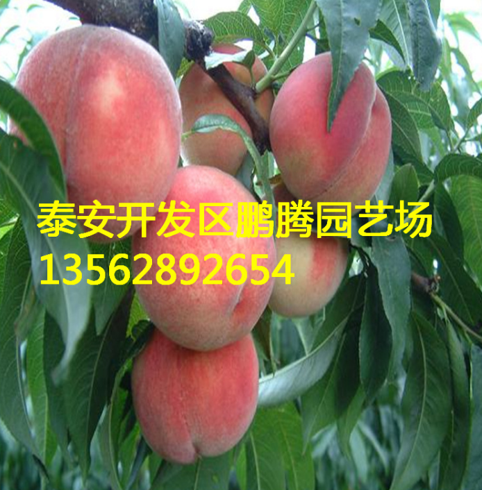 泰安市供应高产水蜜桃桃树树厂家