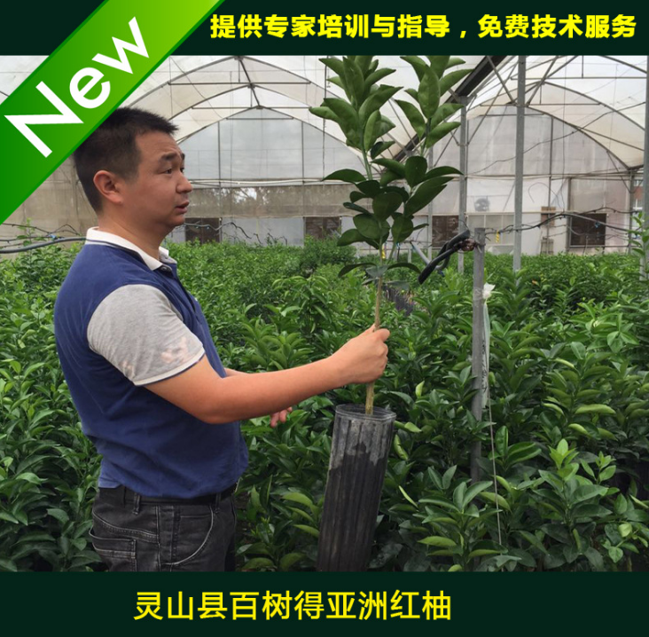 新品种 批发品质 保证量大从优特色亚洲红柚柑桔苗种苗果 树苗图片
