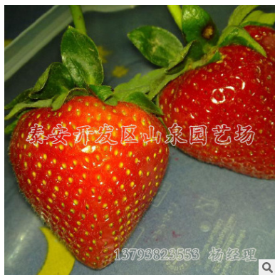 基地自产自销 丰香草莓苗果树苗 草莓苗基地 草莓苗价格优惠图片