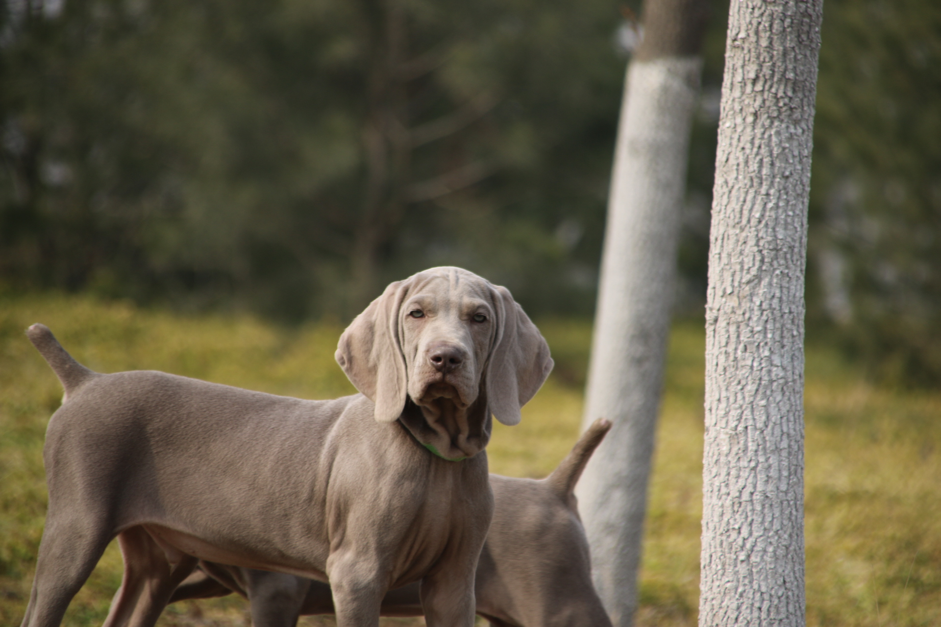 出售德国威玛猎犬 魏玛犬 魏玛家园犬舍专业繁殖德国魏玛犬