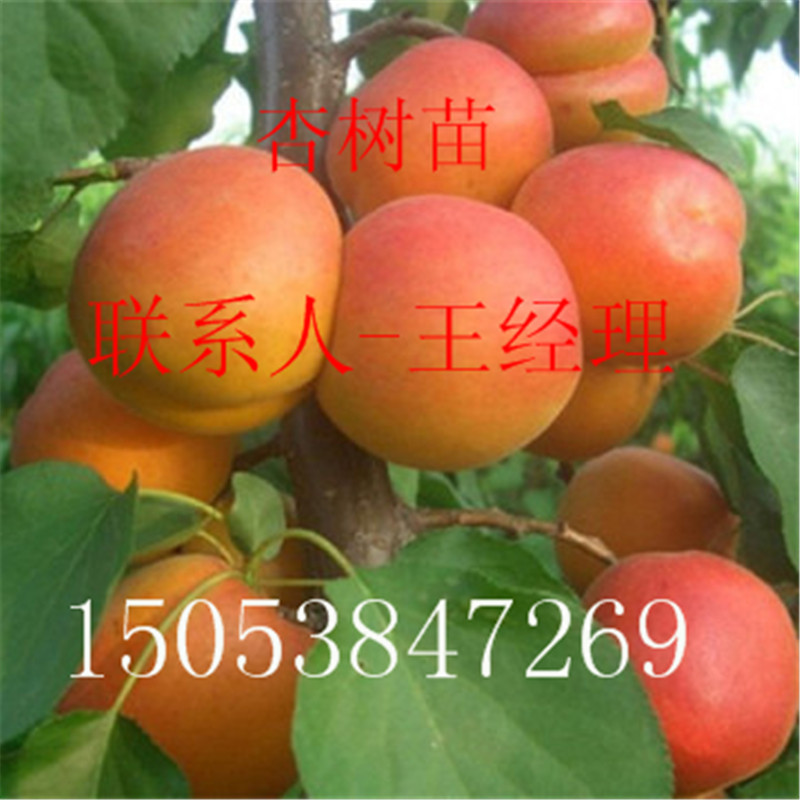 批发杏树苗 珍珠油杏树苗哪里有 1公分2公分3公分4公分5公分珍珠油杏苗价格图片